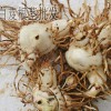 白芨干貨一斤多少錢?_ 白芨畝產多少斤干貨-