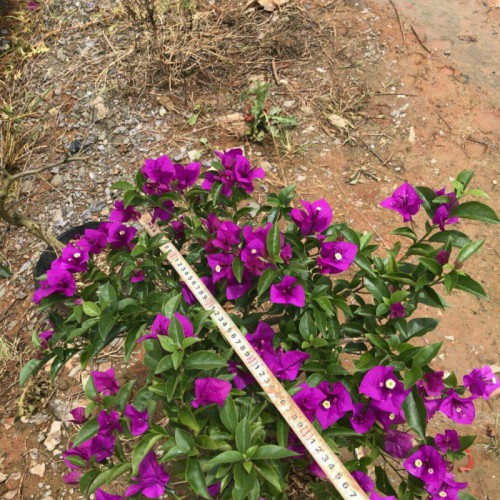 昆明三角梅樹(shù)樁市場(chǎng)_昆明宜良縣三角梅種植基地_昆明三角梅樹(shù)苗