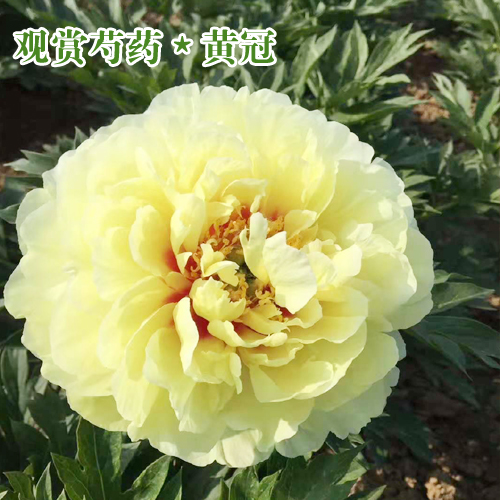 芍藥種苗價格_芍藥花苗價格- 芍藥苗價格