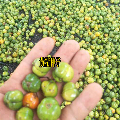 云南昆明市官渡區黃精種苗多少錢?