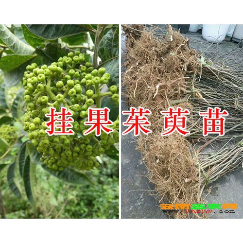 優質的吳茱萸苗報價-2年生茱萸苗價格/云南中藥茱萸苗