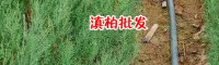 滇柏苗價格_云南省滇柏樹苗價格