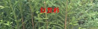 紅豆杉樹(shù)苗多少錢(qián)一棵?