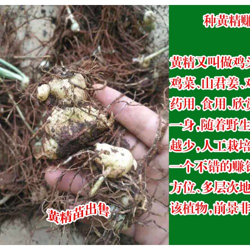 云南紅河州建水縣黃精種苗--1.5/棵,