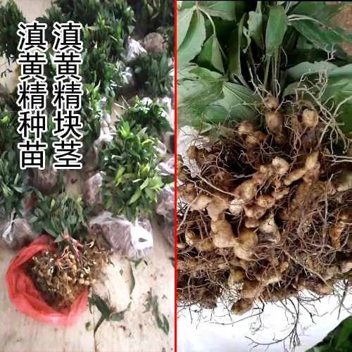 滇黃精塊莖_滇黃精塊莖種那里有賣(mài)-18087630847