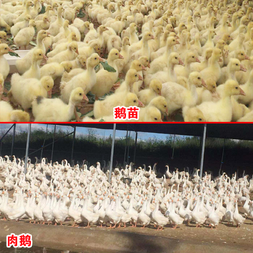 云南大鵝肉市場_云南大鵝肉市場價格