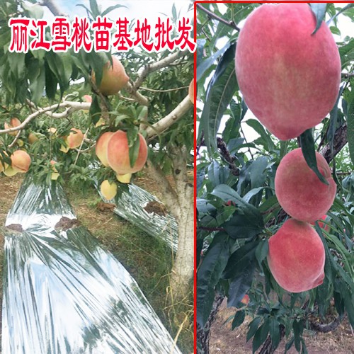 云南冬雪王桃樹(shù)苗_云南冬雪王桃小苗