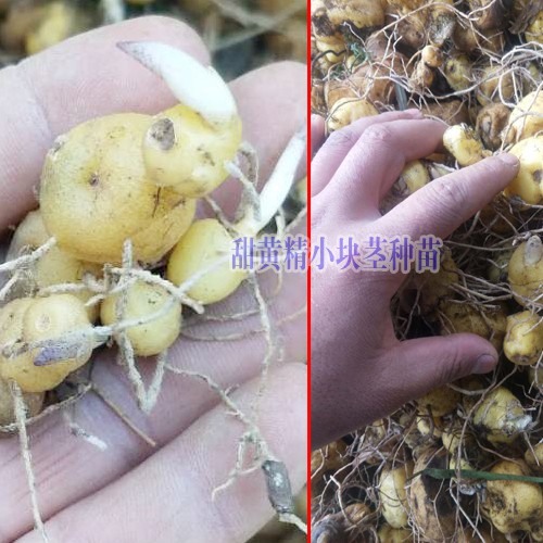 黃精種苗多少錢?