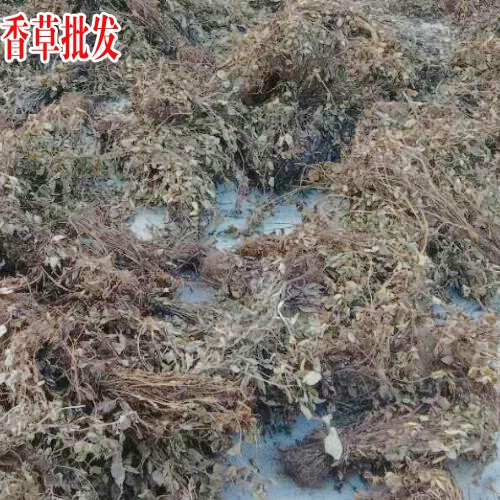 云南靈香草_靈香草的價(jià)格_靈香草香料