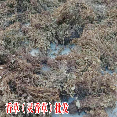 馬關(guān)縣2017年靈香草價(jià)-