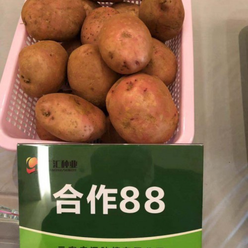吃洋芋，長子弟”，洋芋