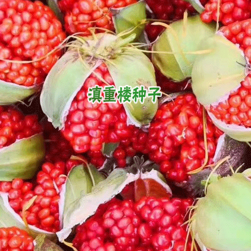 重樓種植(選地)_優質滇重樓種苗批發