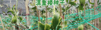 目前重樓種苗批發(fā)價(jià)格_云南滇重樓苗多少錢(qián)一株?