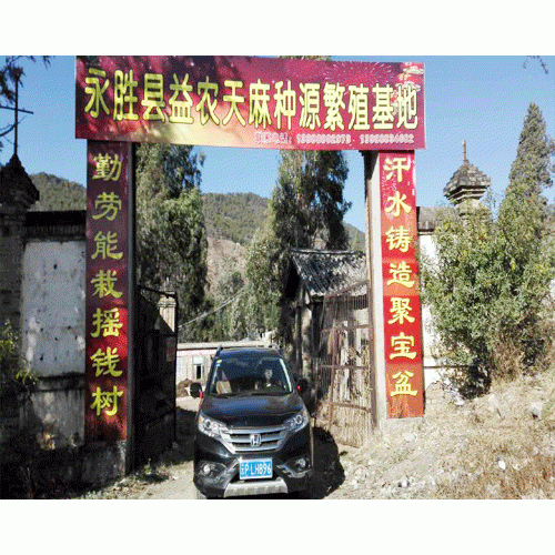 天麻種植如何防治螻蛤、蠐螬、白螞蟻