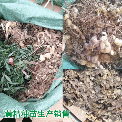 黃精苗圖片_黃精苗多少錢(qián)一棵?