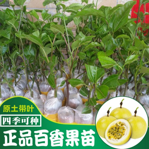 百香果裸根育苗技術