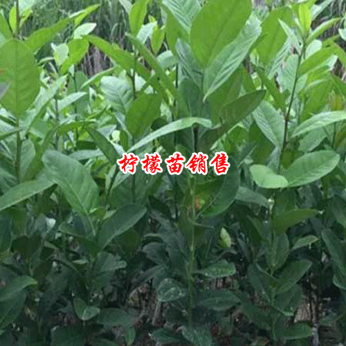 檸檬種子的種植方法是什么？2019年每斤多少錢？