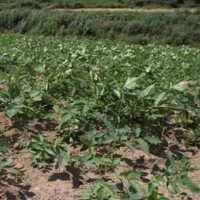 求購(gòu)中藥材:獨(dú)活 20噸 板南根100噸 地苦膽2000公斤 竹節(jié)參1000公斤