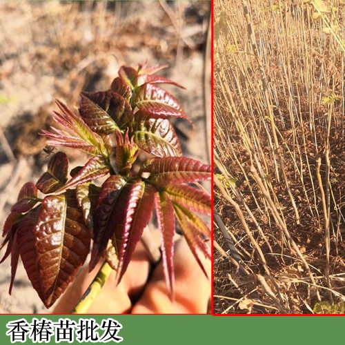 香椿(又叫香椿芽)溫棚種植關鍵點