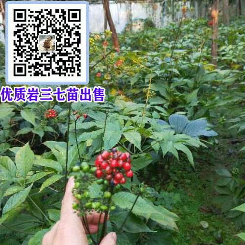 巖三七批發(fā)價格多少一克?_巖三七種植基地園