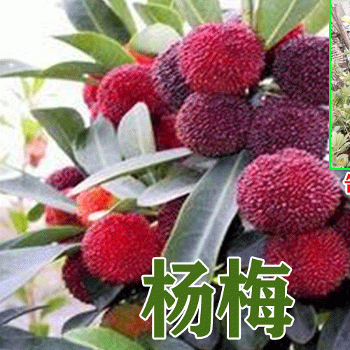 供應云南楊梅苗_云南楊梅苗批發_楊梅苗_云南楊梅苗木批發?