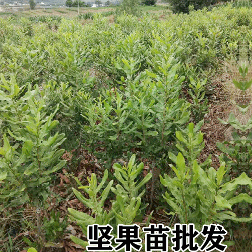 澳洲堅果苗_廣西堅果苗16元/株
