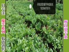 魔芋怎樣鋤草_魔芋專用除草劑