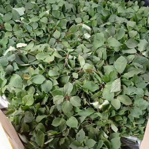 4年高桿重樓苗_多少錢一株_種3年畝產多少？