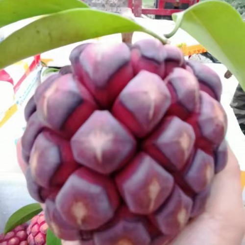 黑老虎一苗多少錢(qián)?目前價(jià)格行情怎么樣?