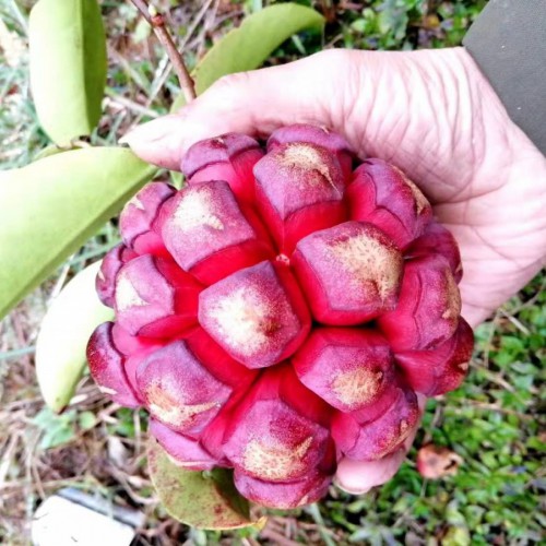 布福娜云南,湖南產地種苗直銷_畝產多少斤？
