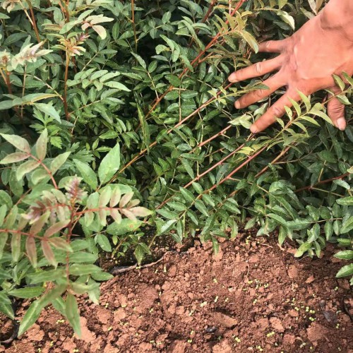 目前花椒苗價格怎么樣?花椒種植能賺錢嗎