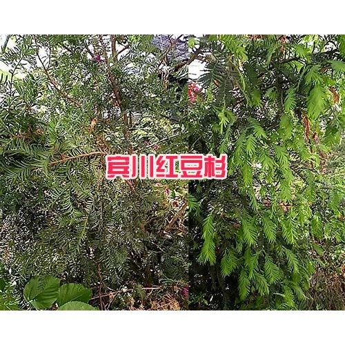 保山哪里紅豆杉多、規(guī)格全—騰沖豆杉苗圃