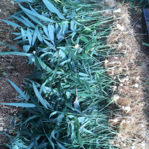 黃精種植每畝產多少斤？種植黃精的種類？