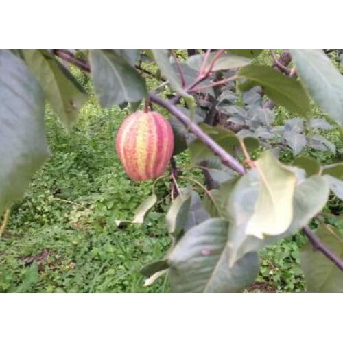 早酥紅梨苗價格多少？一般何時種？
