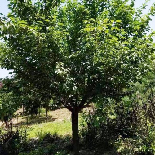 鮮櫻花能夠直接生吃嗎？云南櫻花地苗銷售批發(fā),昆明櫻花樹苗
