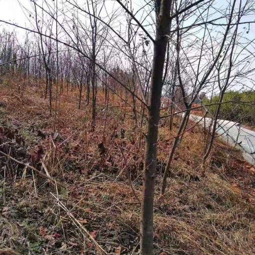 鮮櫻花能夠直接生吃嗎？云南櫻花地苗銷售批發(fā),昆明櫻花樹苗