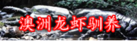 澳龍多少錢一斤？為什么澳洲龍蝦泛濫