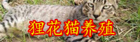 貍花貓多少錢一只？能不能養