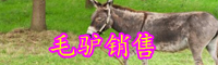 毛驢的養(yǎng)殖技術-毛驢的行情價格