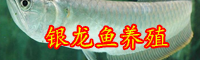 銀龍魚價格多少一條？水溫多少合適