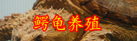 鱷龜?shù)男星?鱷龜?shù)母咝斯ゐB(yǎng)殖技術