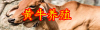 目前種公牛價(jià)格大概多少錢(qián)一頭？選種標(biāo)準(zhǔn)是什么？