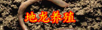 俗稱“地龍”的蚯蚓價格多少錢一斤？養一畝能賺多少錢？