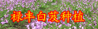 2020年栽種白芨（白及）掙錢嗎？其作用與功效是啥？