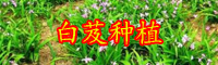 白芨銷售市場價格多少？白芨會價格上漲嗎？