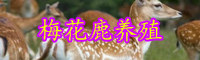 “珍稀動物”梅花鹿養殖方法介紹！