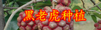 現在黑老虎水果多少錢一斤？好種嗎,黑老虎種植技術