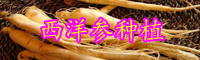 現在西洋參市場價格多少錢一斤？西洋參種植技術知識資料