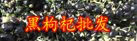 現在黑枸杞的價格一般是多少錢一斤？種植要點有哪些？