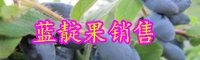 藍靛果幾年可結果？怎樣種植?市場前景如何？